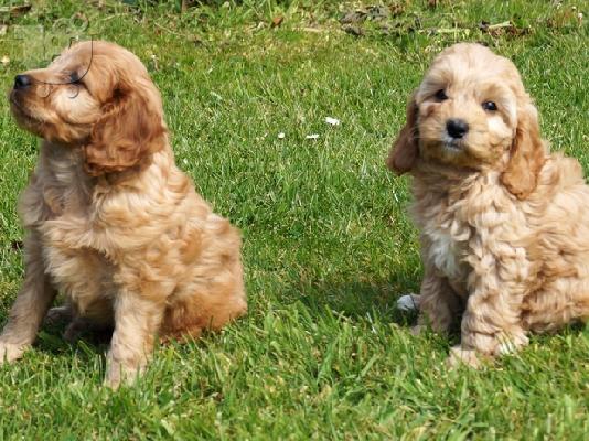 Cavapoo Red